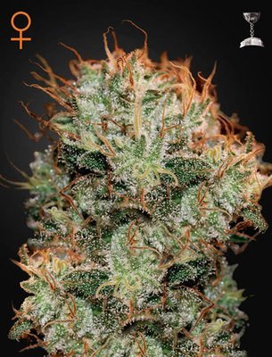 Green House Seeds - Kaia Kush (fem.) 02678