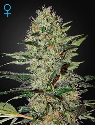 Green House Seeds - Exodus Cheese Autoflowering (auto/fem.) 03732