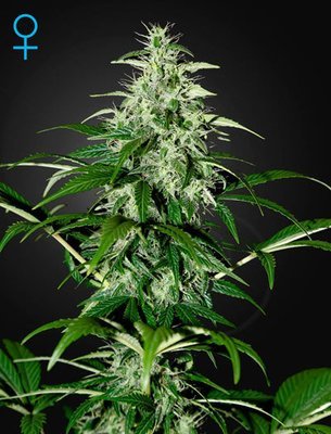 Green House Seeds - Kalashnikova Auto (auto/fem.) 05287