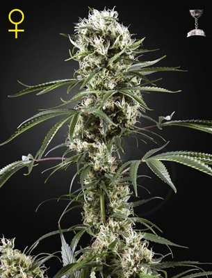 Green House Seeds - Super Lemon Haze (fem.) 04201