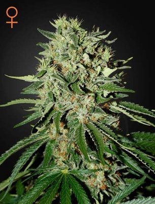 Green House Seeds - The Doctor (fem.) 05273