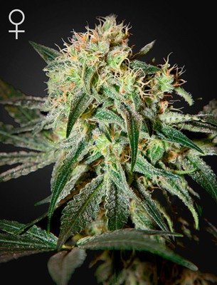Green House Seeds - Damn Sour (fem.) 02686