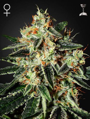 Green House Seeds - GH Cheese (fem.) 04216