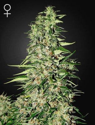 Green House Seeds - Diamond Girl (fem.) 02684