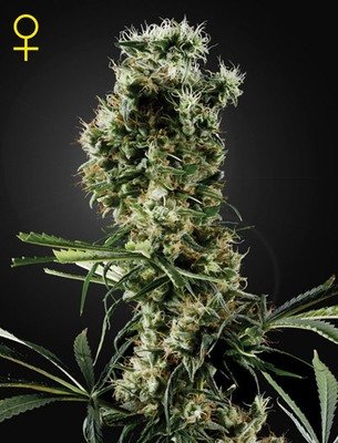 Green House Seeds - Arjan's Haze #2 (fem.) 04207
