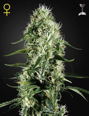 Green House Seeds - Super Silver Haze (fem.) 02674