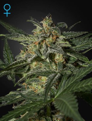 Green House Seeds - White Widow Auto (auto/fem.) 03735