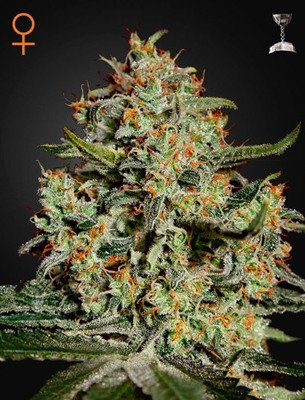 Green House Seeds - Big Bang (fem.) 04213