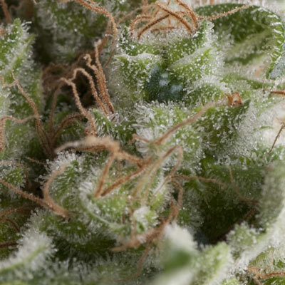 Pyramid Seeds - Auto American Pie (auto/fem.) 05191