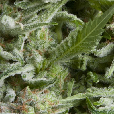 Pyramid Seeds - Auto Alpujarreña (auto/fem.) 05193