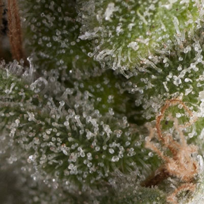 Pyramid Seeds - Auto Fresh Candy (auto/fem.) 05184