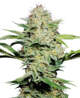 Sensi Seeds - Sensi Skunk Automatic (auto/fem.) 03892