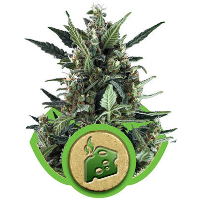 Royal Queen Seeds - Blue Cheese Automatic (auto/fem.) 04029