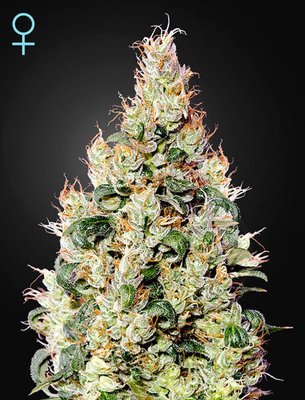 Green House Seeds - Exodus Cheese Auto CBD (auto/fem.) 05286