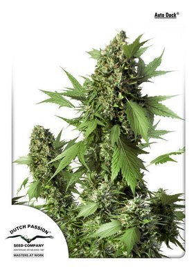 Dutch Passion - Auto Duck (auto/fem.) 04904