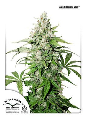 Dutch Passion - Auto Cinderella Jack (auto/fem.) 04903