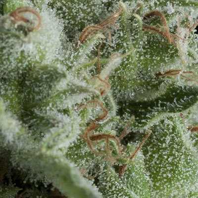 Pyramid Seeds - Auto Kryptonite (auto/fem.) 05183