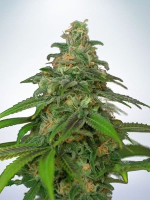 Ministry of Cannabis - Auto Mandarin Haze (auto/fem.) 04867