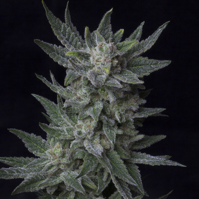 T.H. Seeds - Auto Bubblegum (auto/fem.) 04094