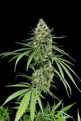 Dinafem - Critical + (fem.) 01114