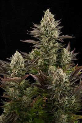 Dinafem - White Widow (fem.) 01085