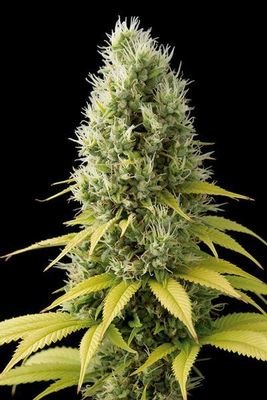 Dinafem - Shark Shock CBD (fem.) 00091