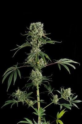 Dinafem - Moby Dick #2 (fem.) 01122