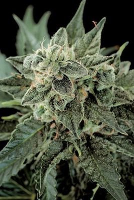Dinafem - Roadrunner Autoflowering #2 (auto/fem.) 01128