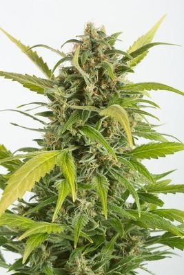 Dinafem - Haze Autoflowering CBD (auto/fem.) 03857