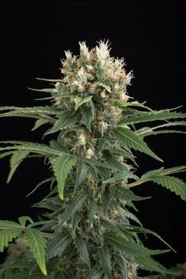 Dinafem - Blue Thai (fem.) 01104