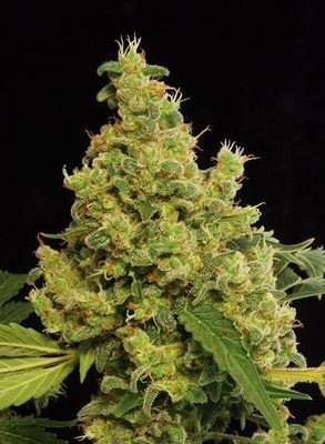 Dinafem - Blue Hash (fem.) 01103