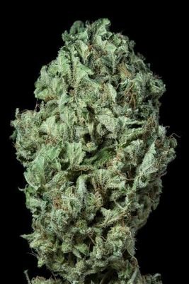 Dinafem - Sour Diesel Autoflowering (auto/fem.) 01251