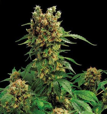 Dinafem - California Hashplant (fem.) 01106