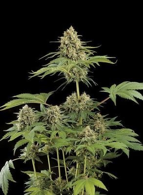 Dinafem - Moby Dick (fem.) 01123