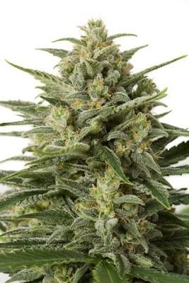 Dinafem - White Widow XXL Autoflowering (auto/fem.) 01255