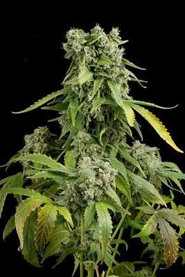 Dinafem - Blue Cheese Autoflowering (auto/fem.) 00827