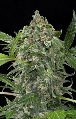 Dinafem - White Cheese Autoflowering (auto/fem.) 00830