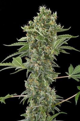 Dinafem - Moby Dick Autoflowering (auto/fem.) 00828