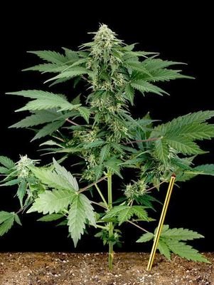 Dinafem - Roadrunner Autoflowering (auto/fem.) 01129