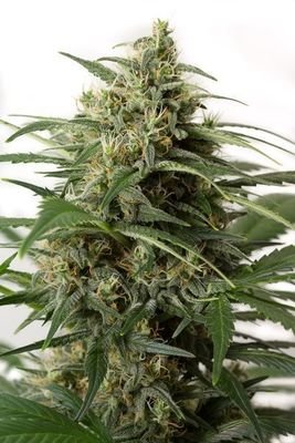 Dinafem - Moby Dick XXL Autoflowering (auto/fem.) 01243