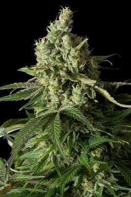 Dinafem - Moby Dick CBD (fem.) 02388