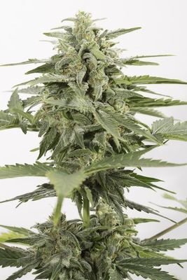 Dinafem - Industrial Plant Autoflowering CBD (auto/fem.) 03861