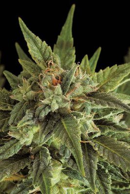 Dinafem - Fruit Autoflowering (auto/fem.) 01119