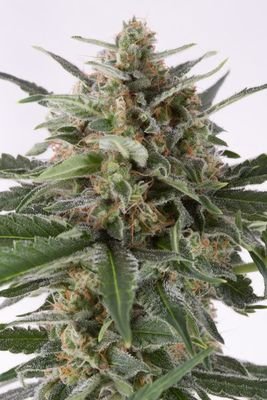 Dinafem - Critical+ Autoflowering (auto/fem.) 01109