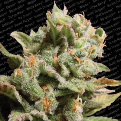 Paradise Seeds - Dutch Dragon (fem.) 01728