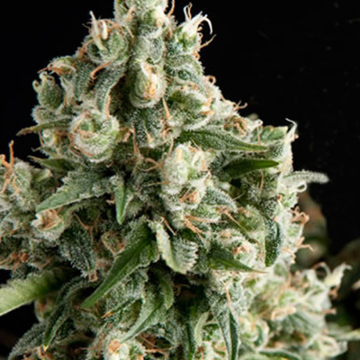 Pyramid Seeds - Auto Lennon (auto/fem.) 01775
