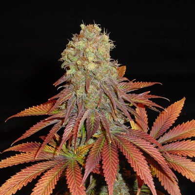 Soma Seeds - Rockbud 02209