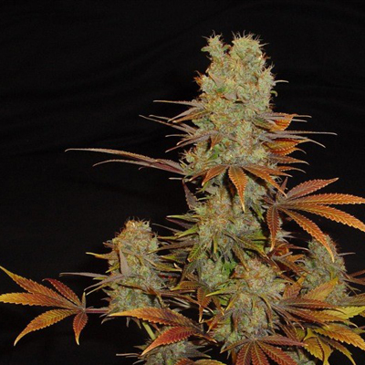 Soma Seeds - Somango (fem.) 02211
