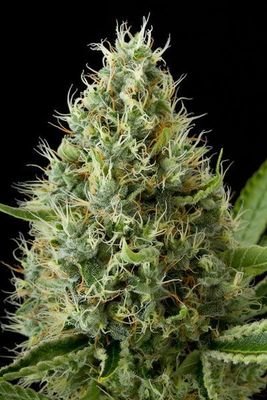 Dinafem - Dinamex (fem.) 01118