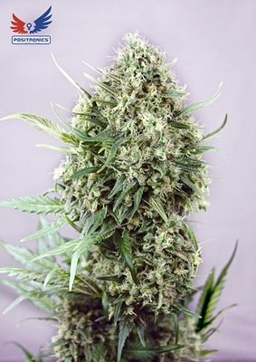 Positronics - Jack Diesel (fem.) 02760